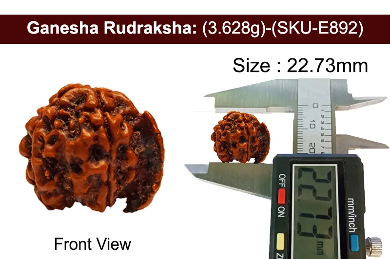 Ganesh Rudraksha (3.628g) view 3