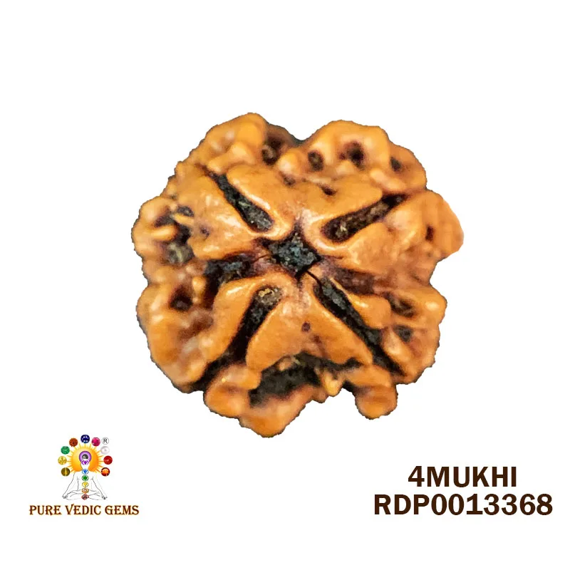 4 Mukhi Rudraksha (2.768g)