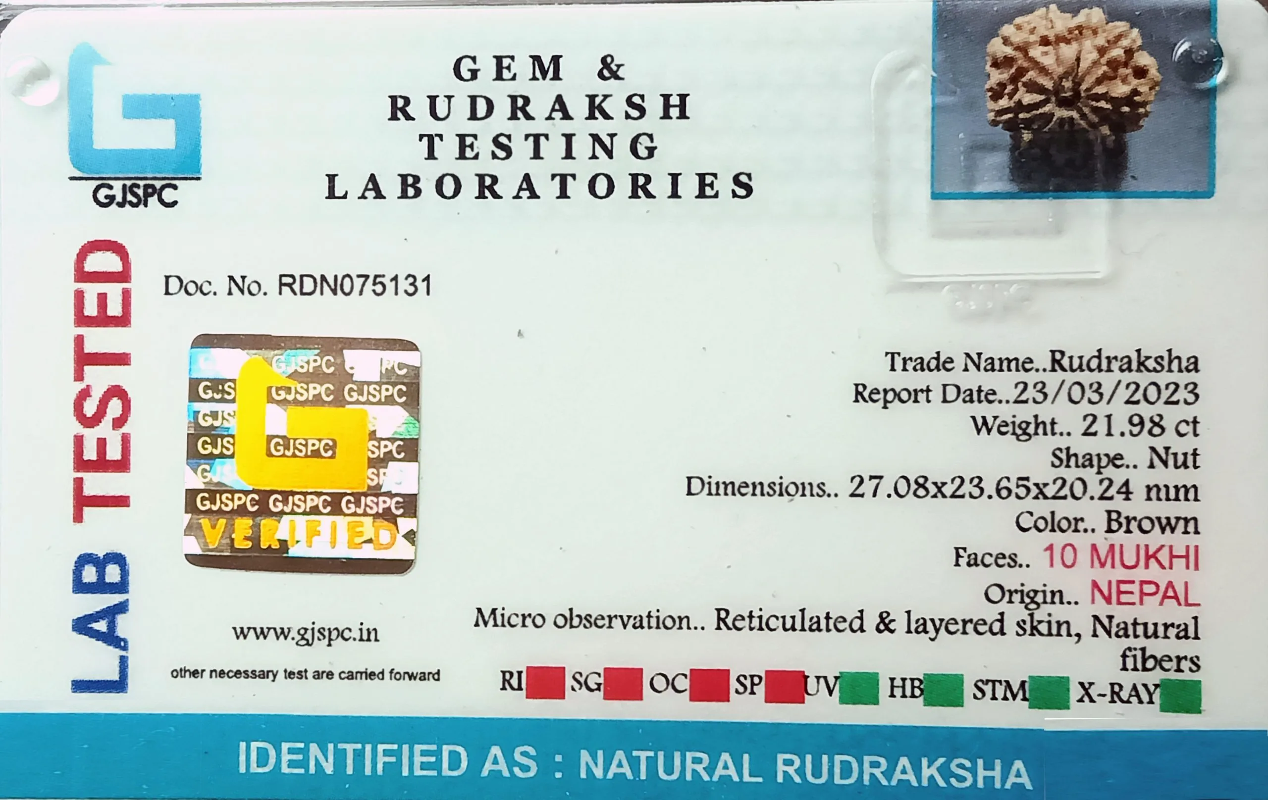 10 Mukhi Rudraksha (4.396g) view 2