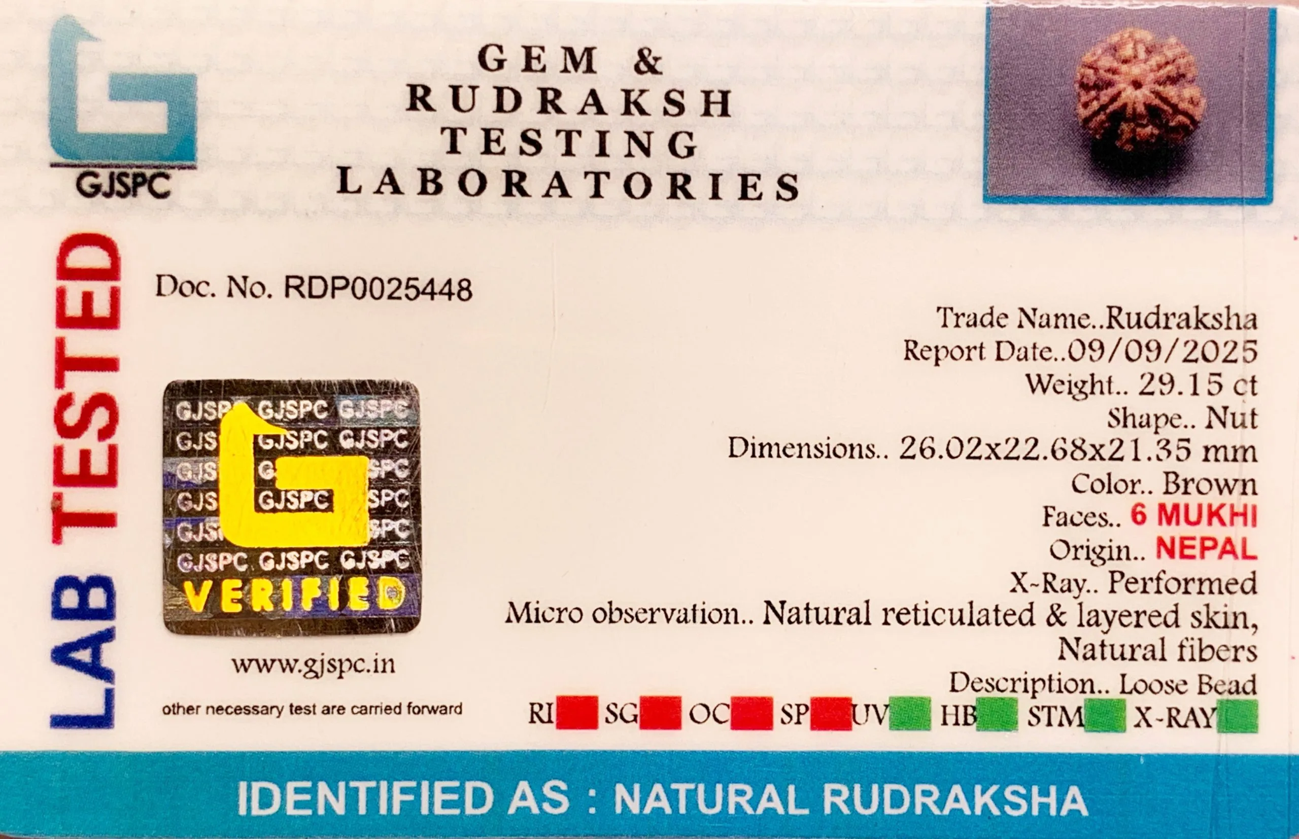 6 Mukhi Rudraksha (5.830g) view 2