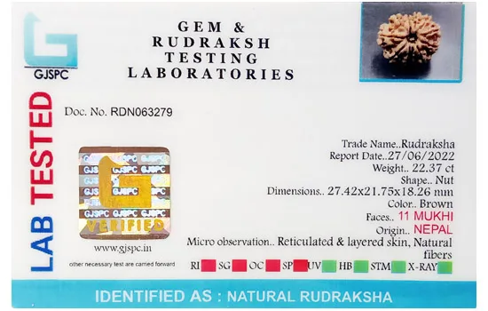 11 Mukhi Rudraksha (4.474g) view 2
