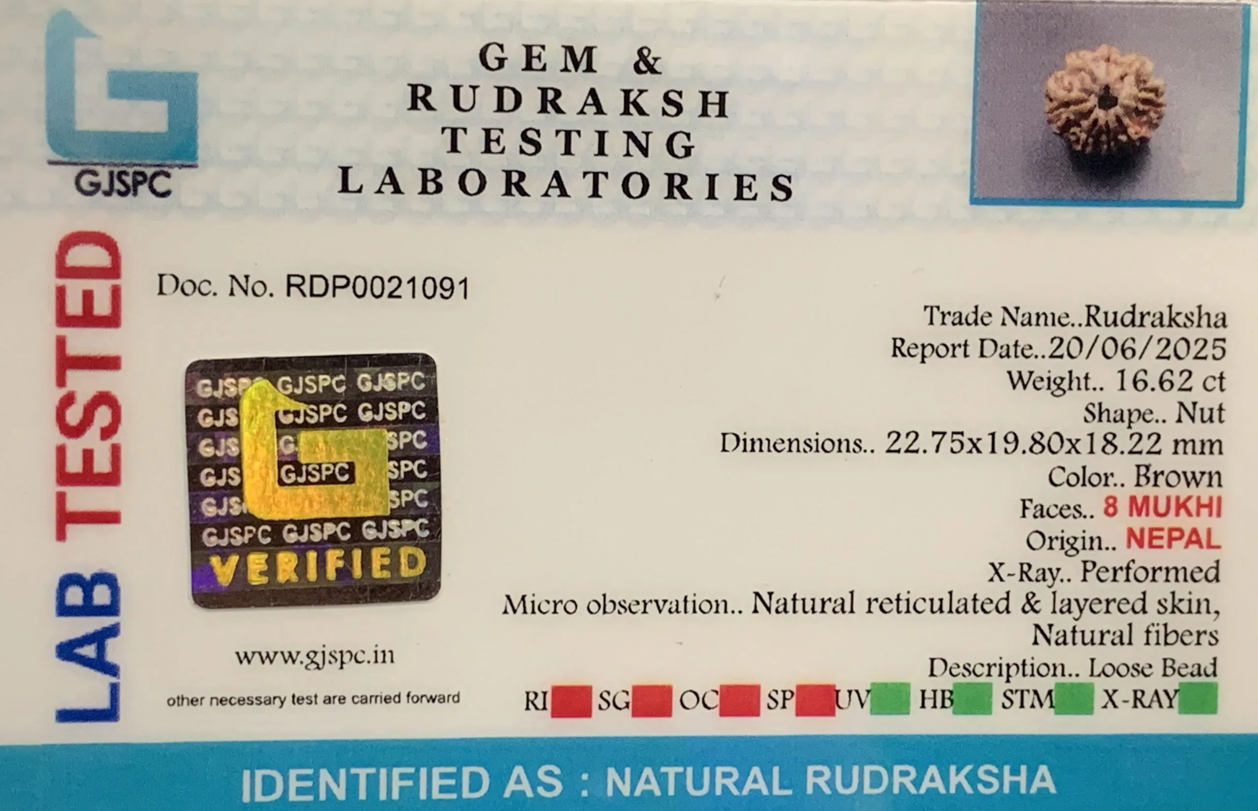 8 Mukhi Rudraksha (3.324mg) view 2