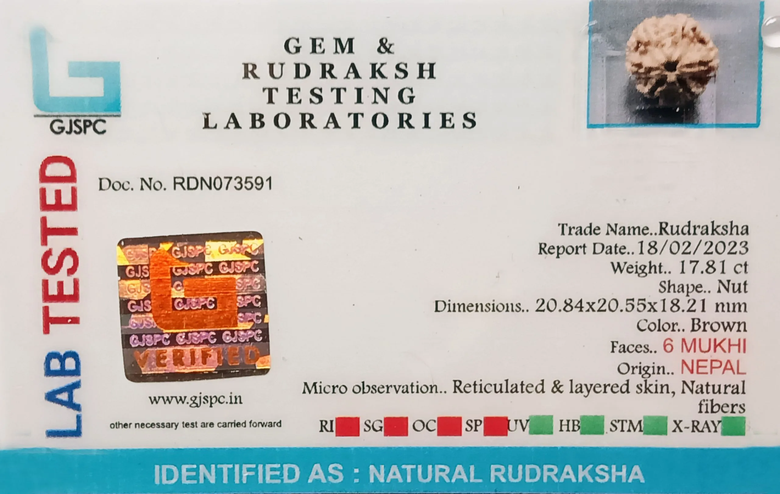 6 Mukhi Rudraksha (3.562g) view 2
