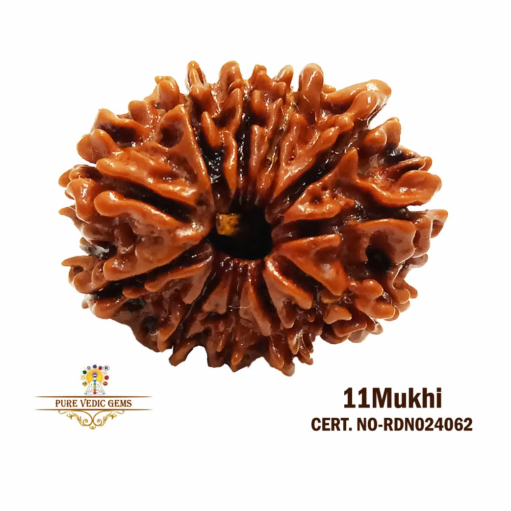 11 Mukhi Rudraksha (3.062g)