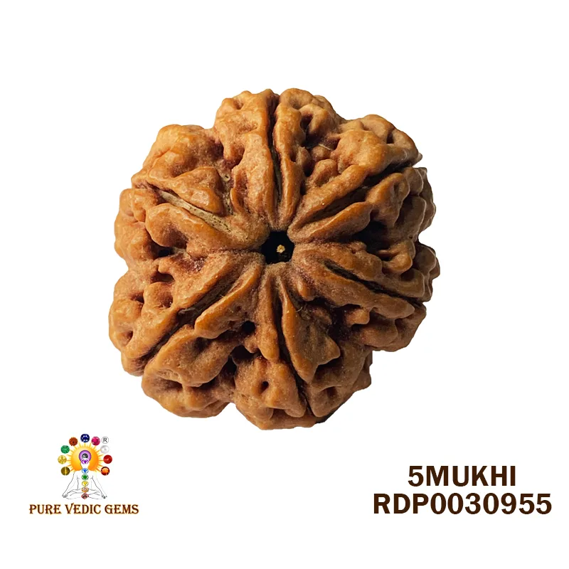 5 Mukhi Rudraksha (6.222g)