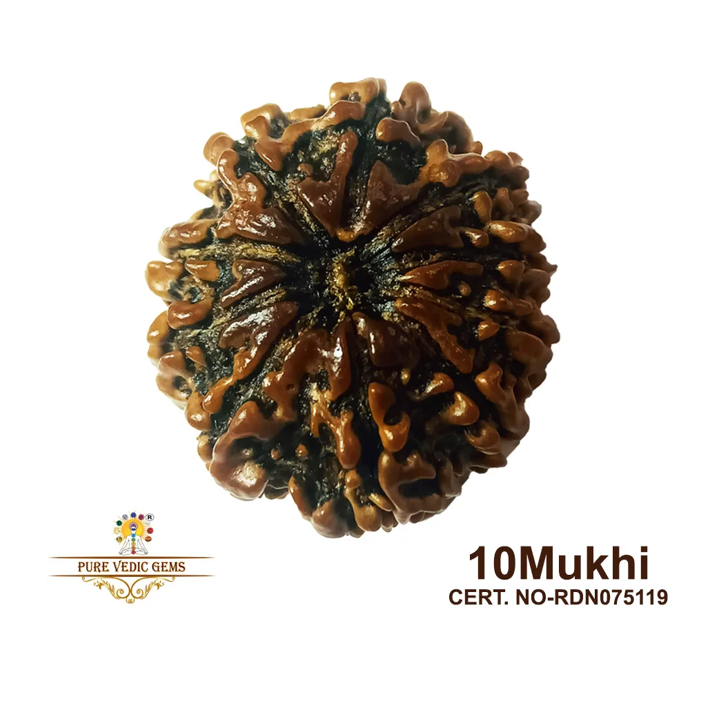 10 Mukhi Rudraksha (4.484g) — image 1