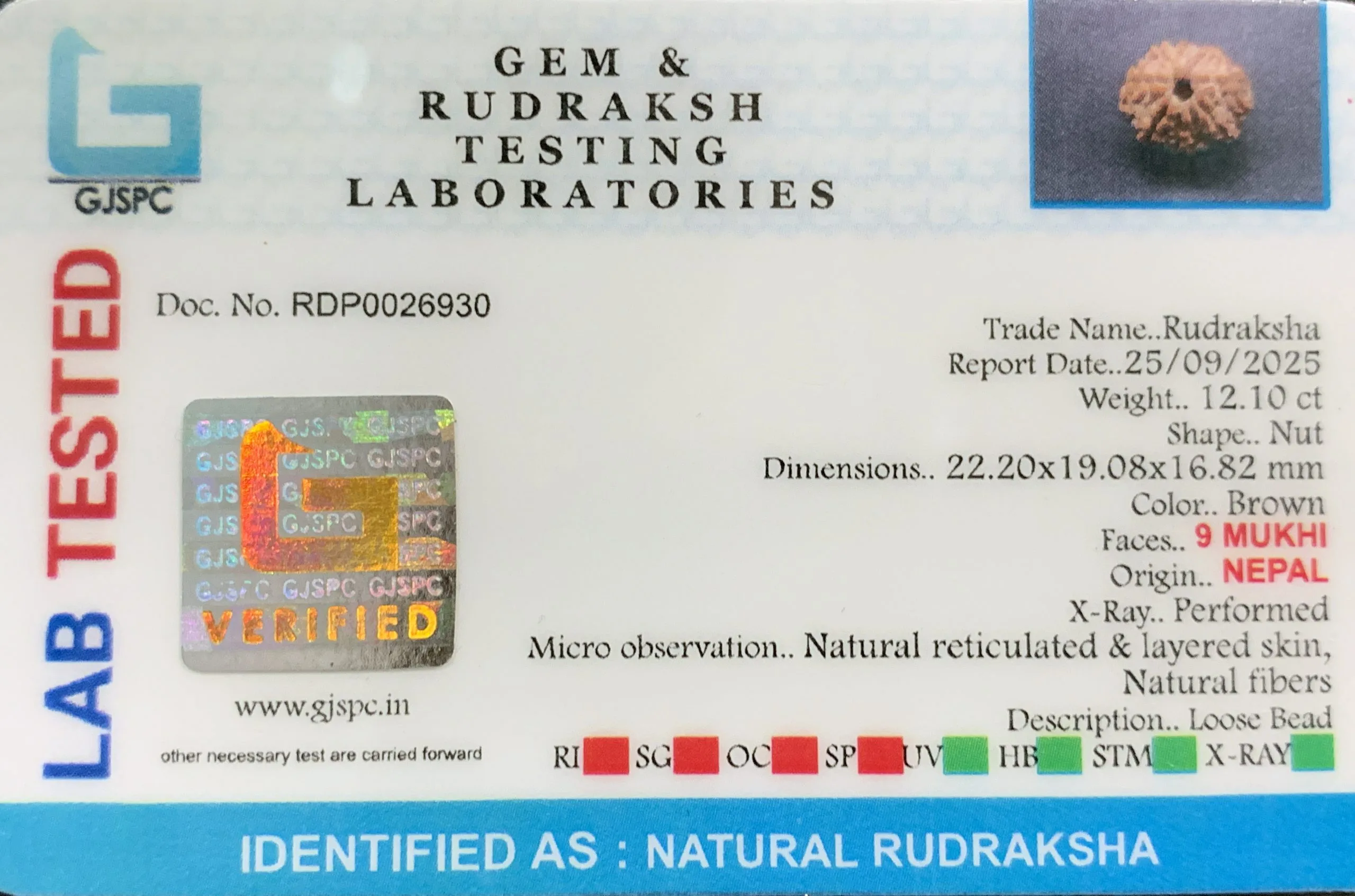 9 Mukhi Rudraksha (2.420g) view 2