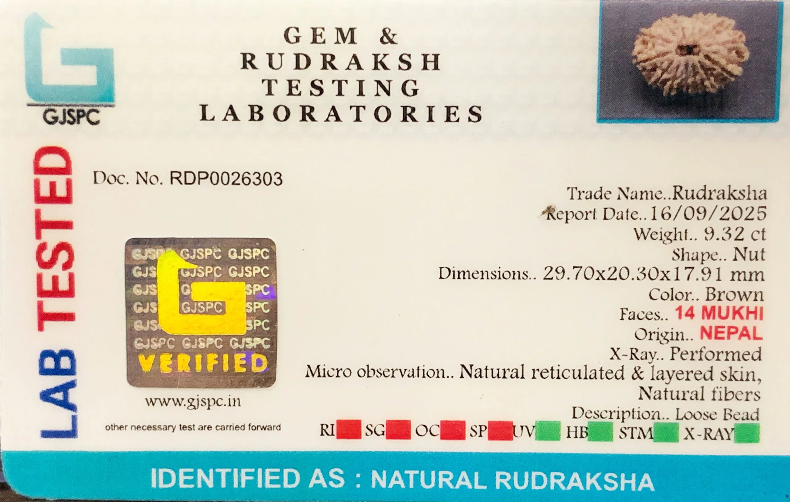 14 Mukhi Rudraksha (1.864g) On Demand view 2