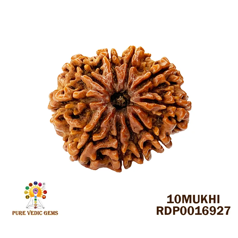 10 Mukhi Rudraksha (6.976g) — image 1