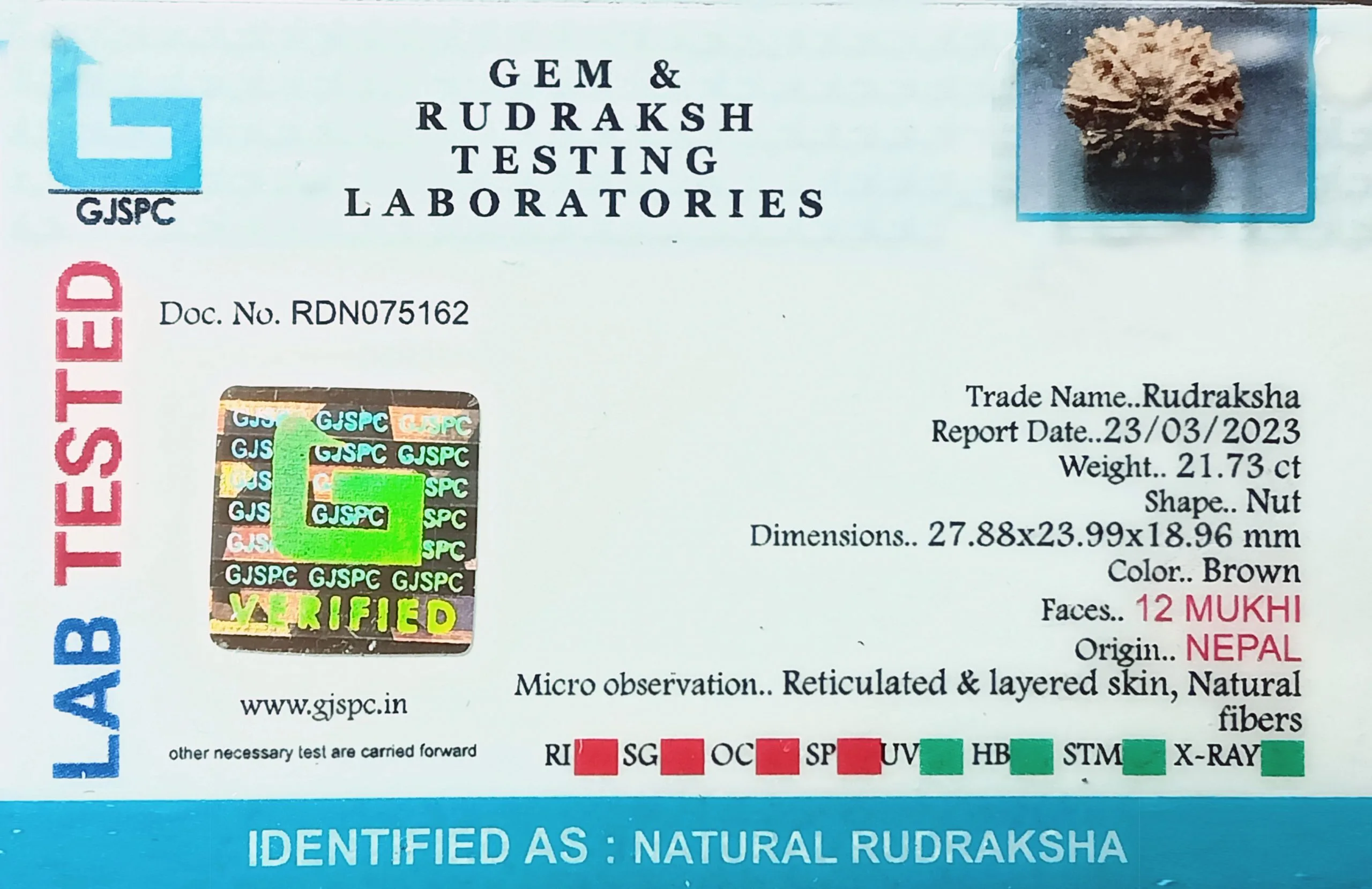 12 Mukhi Rudraksha (4.346g) view 2