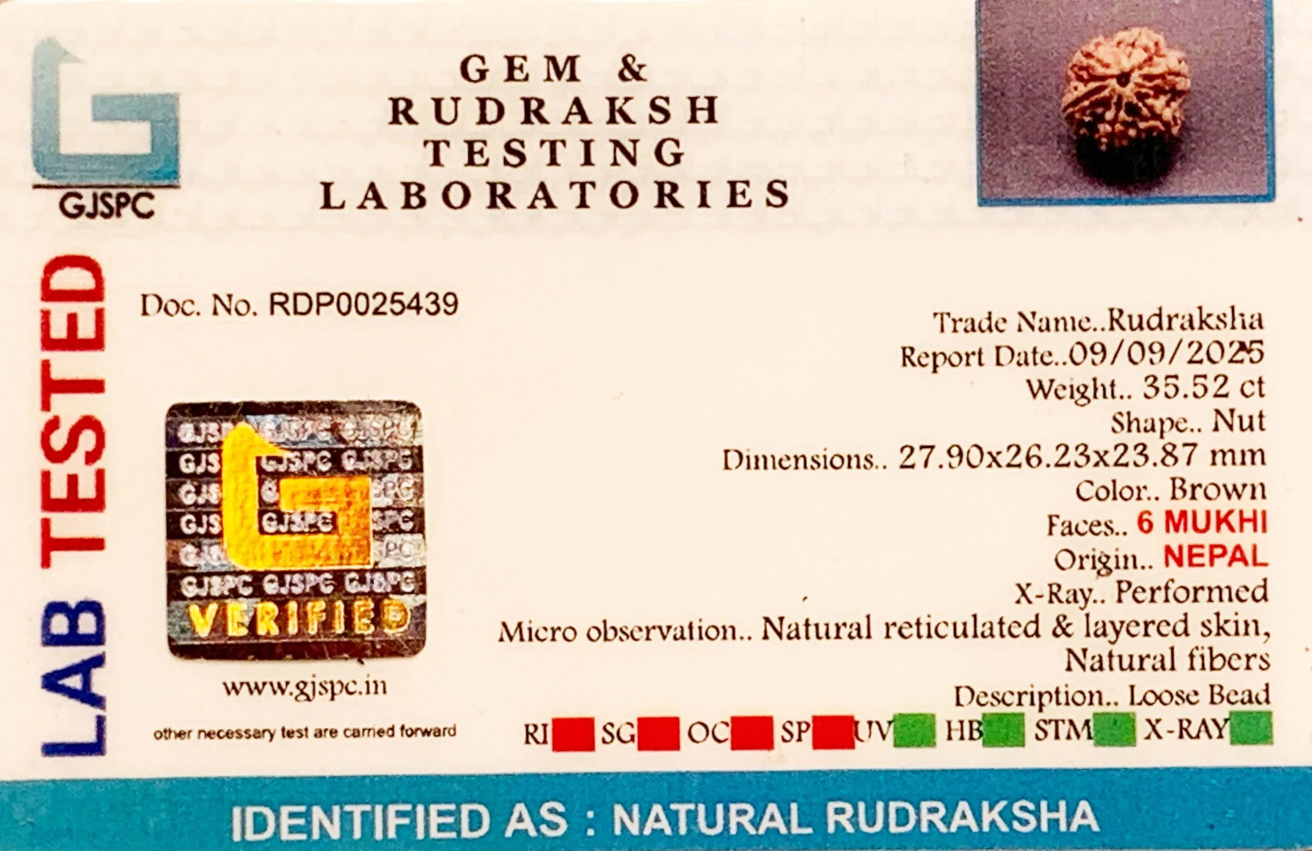 6 Mukhi Rudraksha (7.104g) view 2