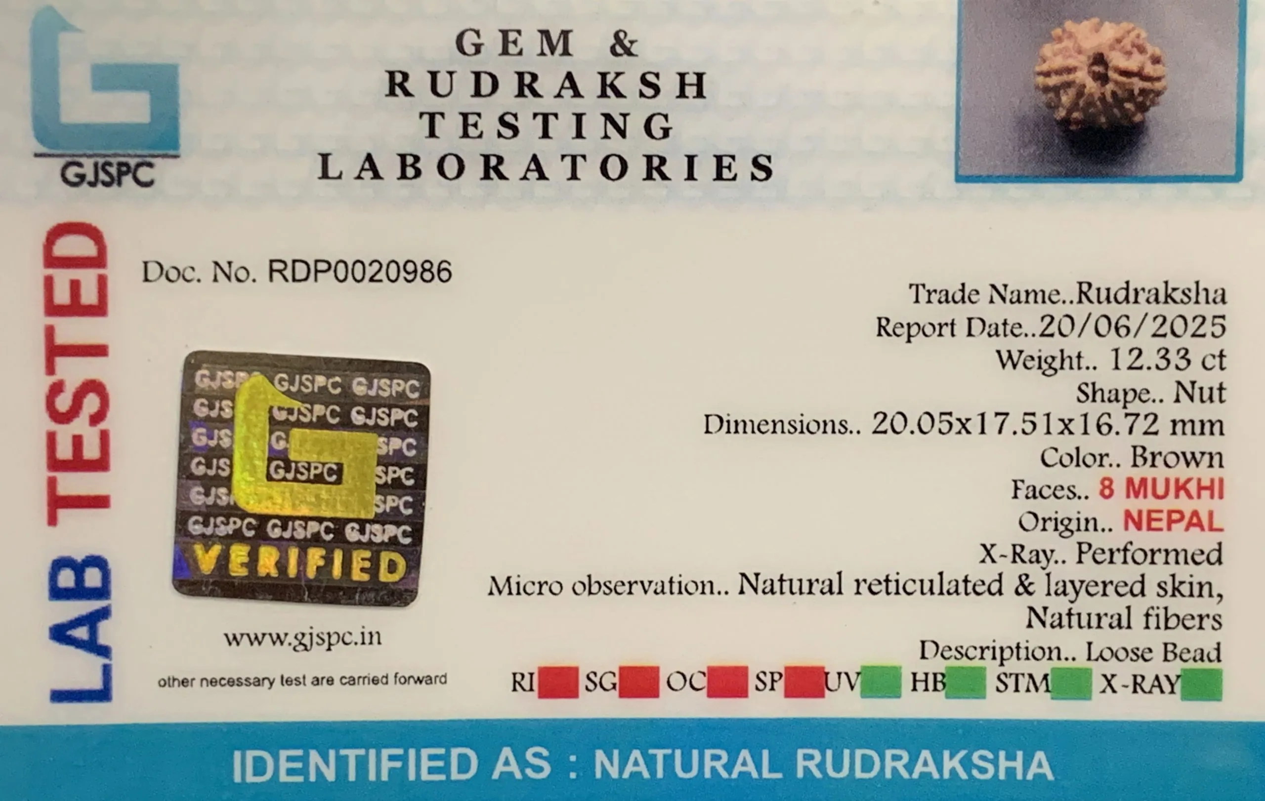 8 Mukhi Rudraksha (2.466mg) view 2