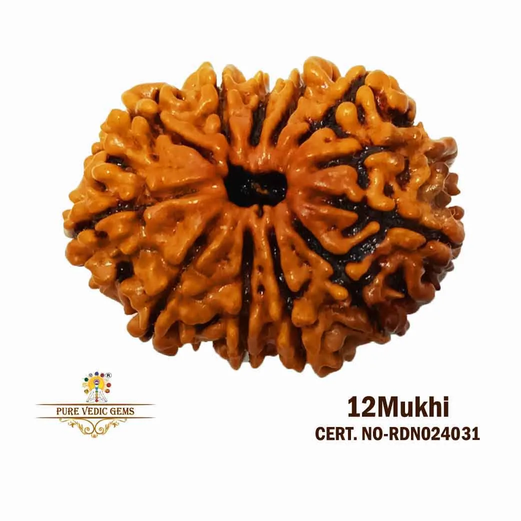 12 Mukhi Rudraksha (2.840g)