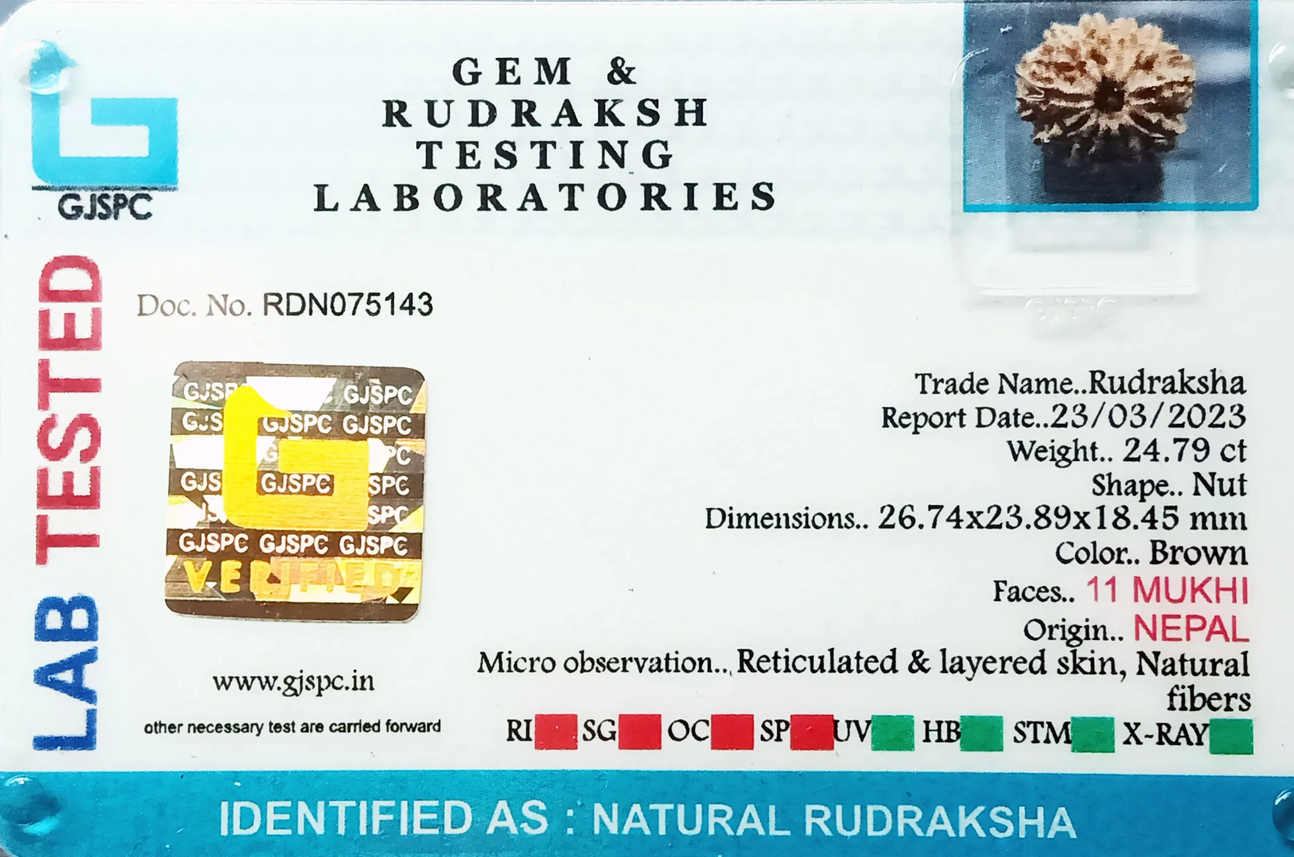 11 Mukhi Rudraksha (4.958g) view 2