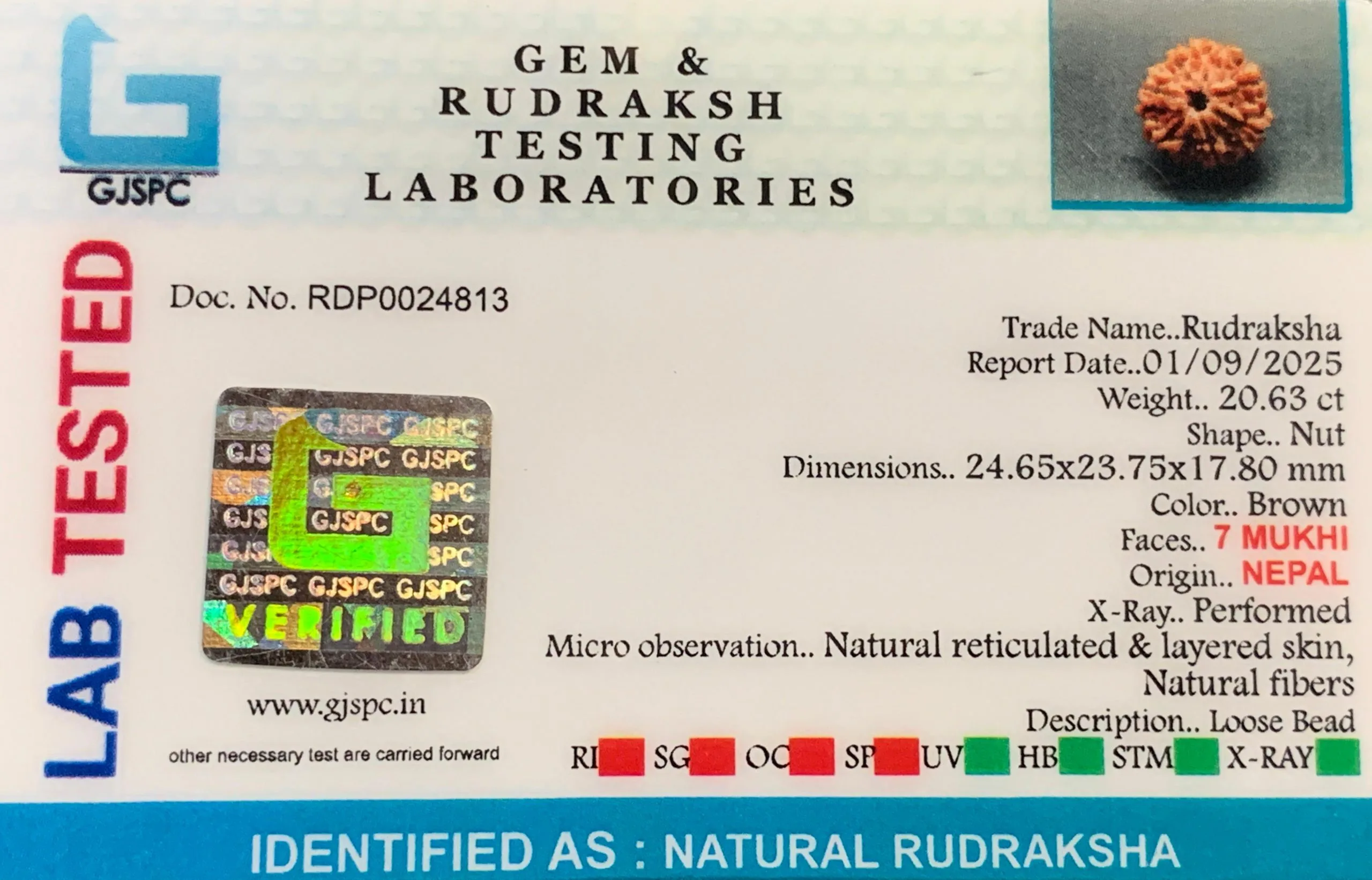 7 Mukhi Rudraksha (4.126g) view 2