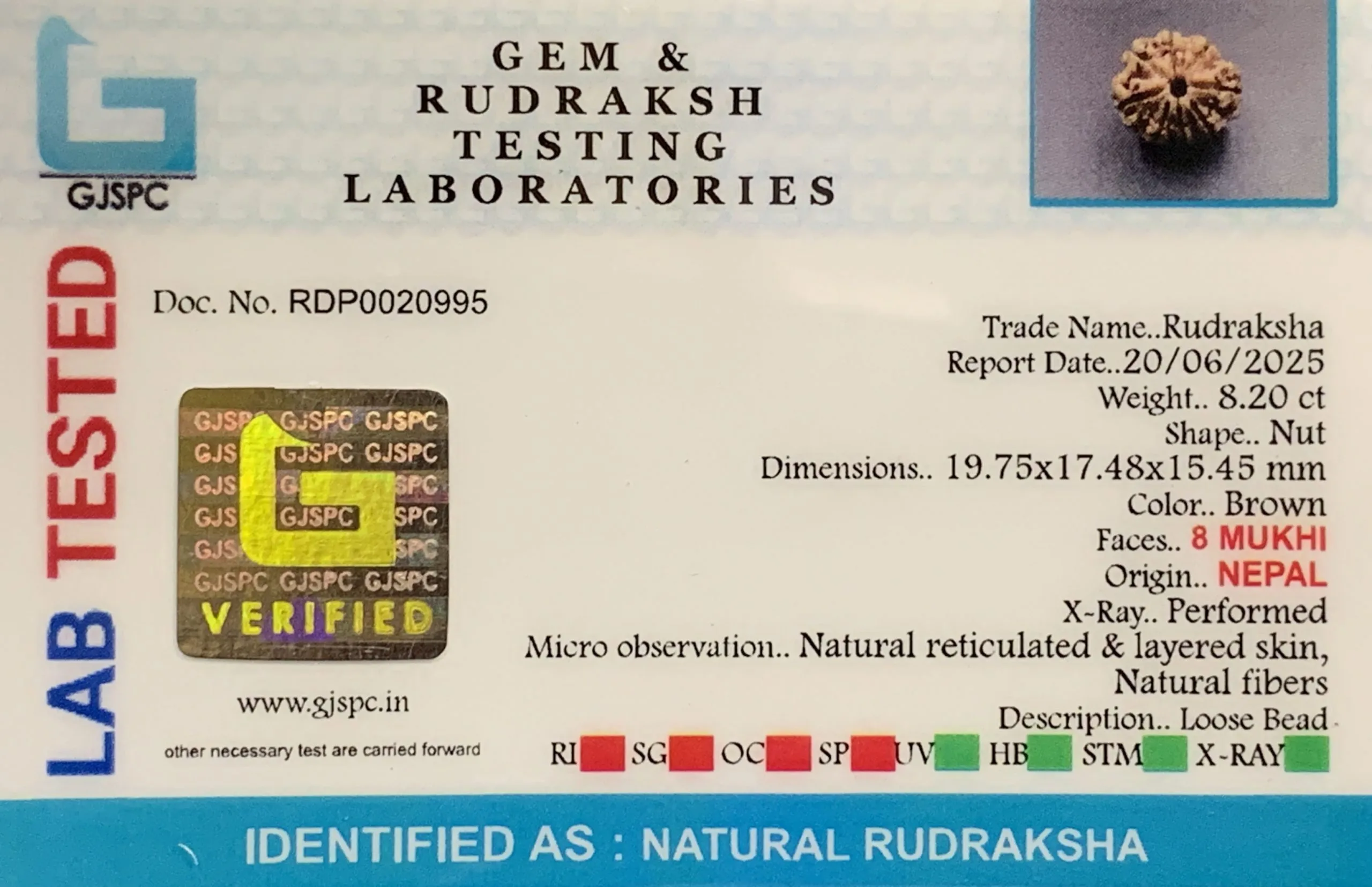 8 Mukhi Rudraksha (1.640mg) view 2
