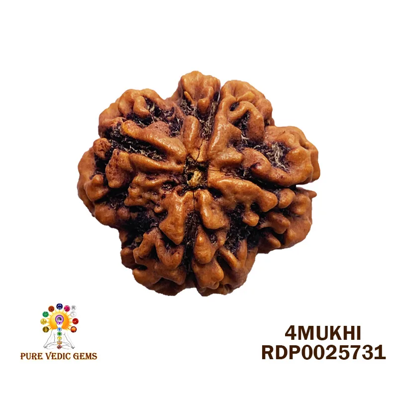 4 Mukhi Rudraksha (5.600g)