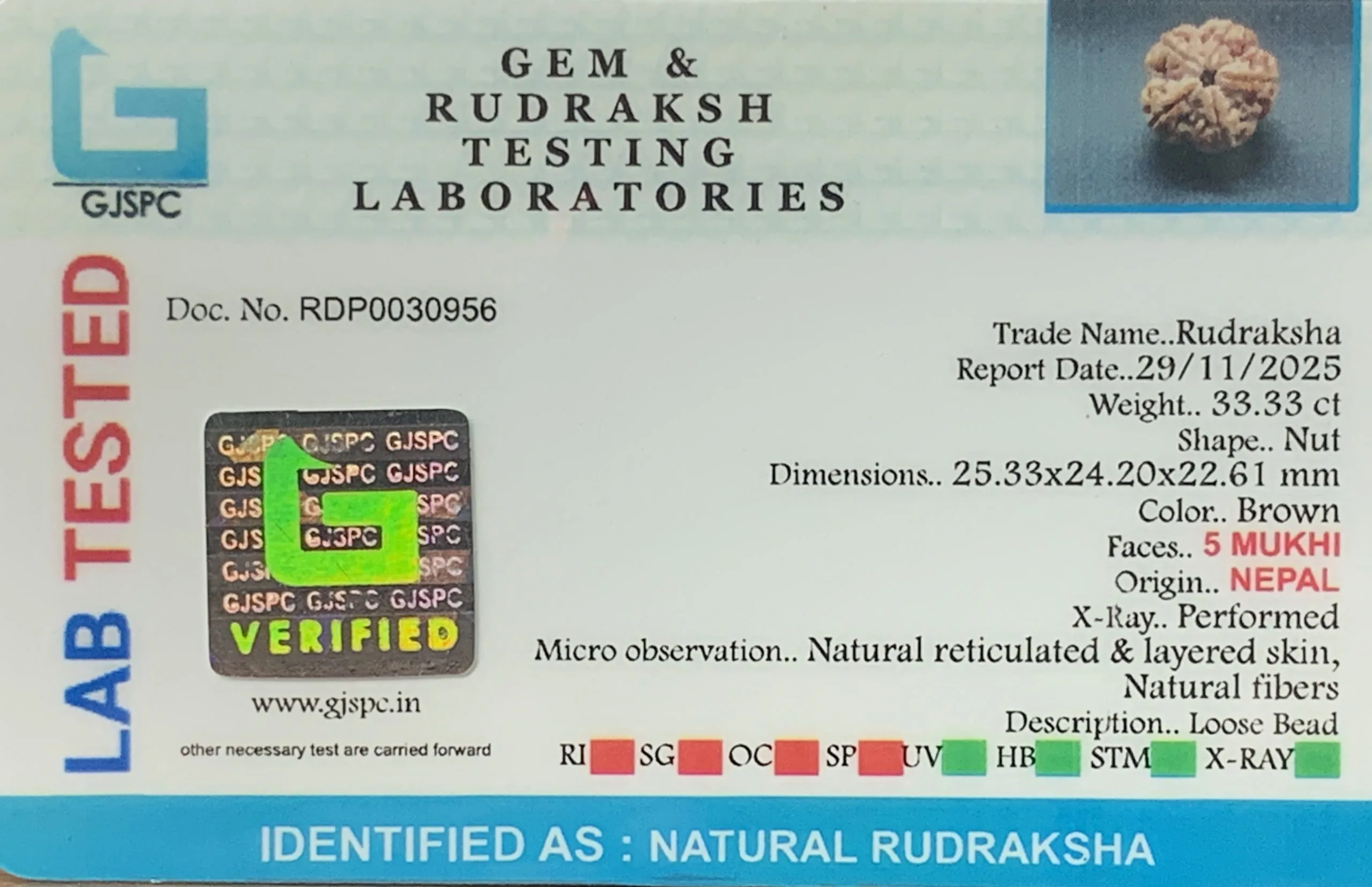 5 Mukhi Rudraksha (6.666g) view 2