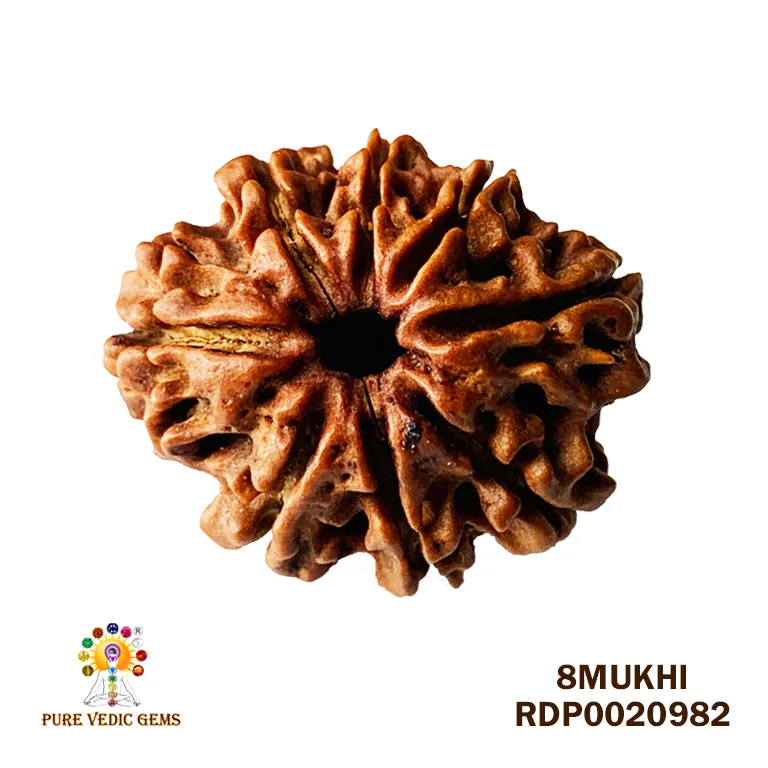 8 Mukhi Rudraksha (1.810mg)
