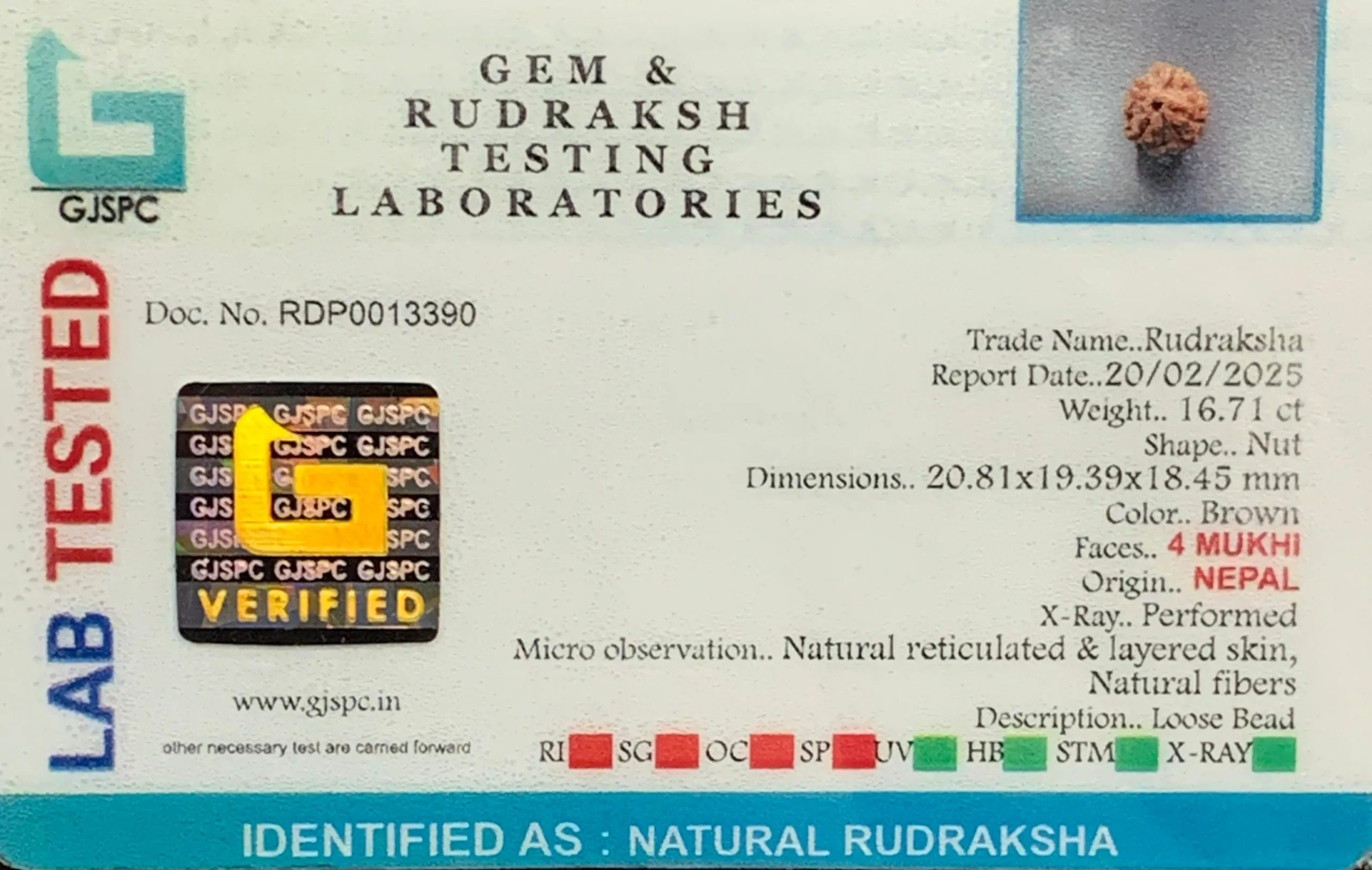 4 Mukhi Rudraksha (3.342g) view 2