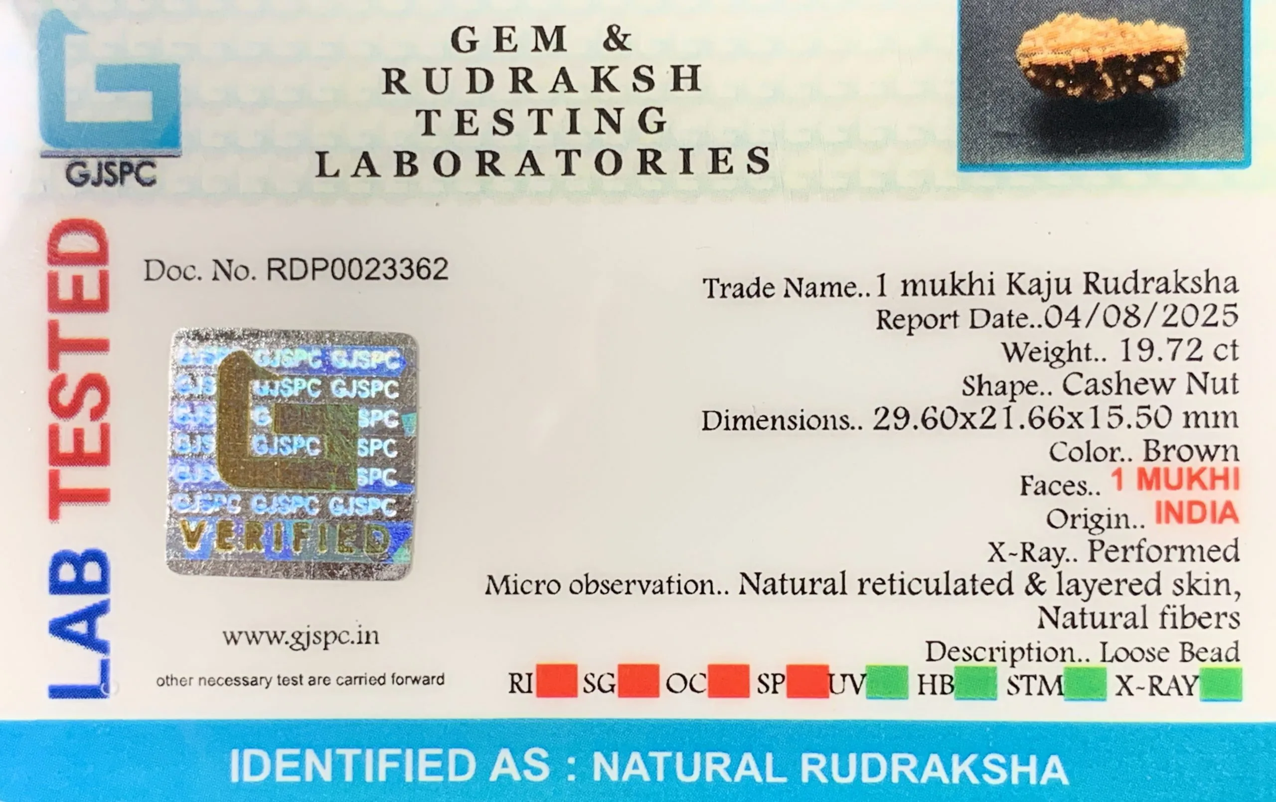 1 Mukhi Rudraksha (3.944g) view 2
