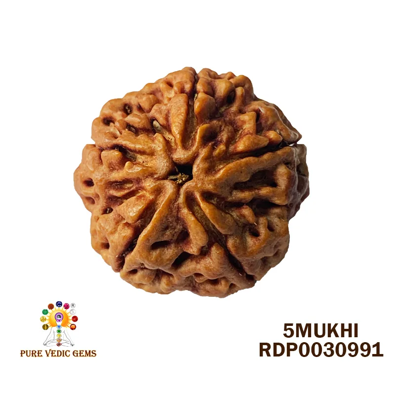 5 Mukhi Rudraksha (5.552g)