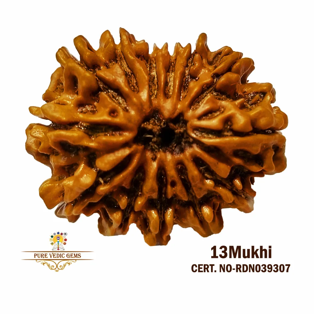 13 Mukhi Rudraksha (5.212g)
