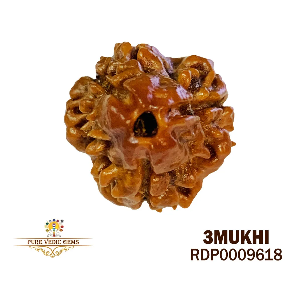 3 MUKHI Rudraksha (1.776g)