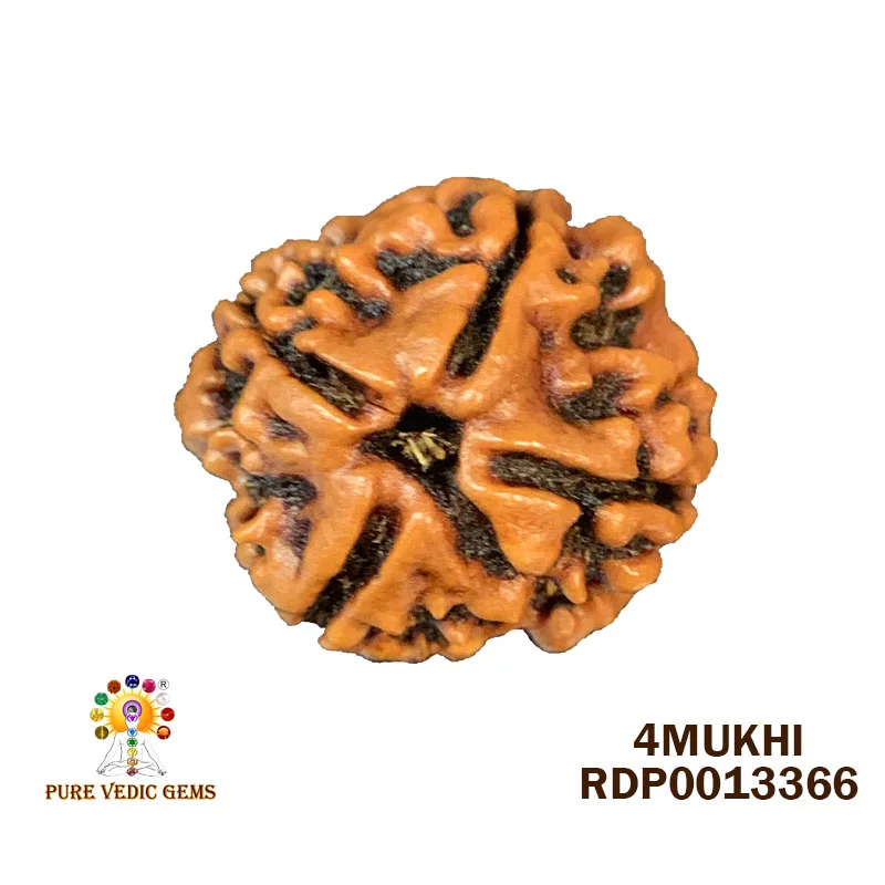 4 Mukhi Rudraksha (2.370g)