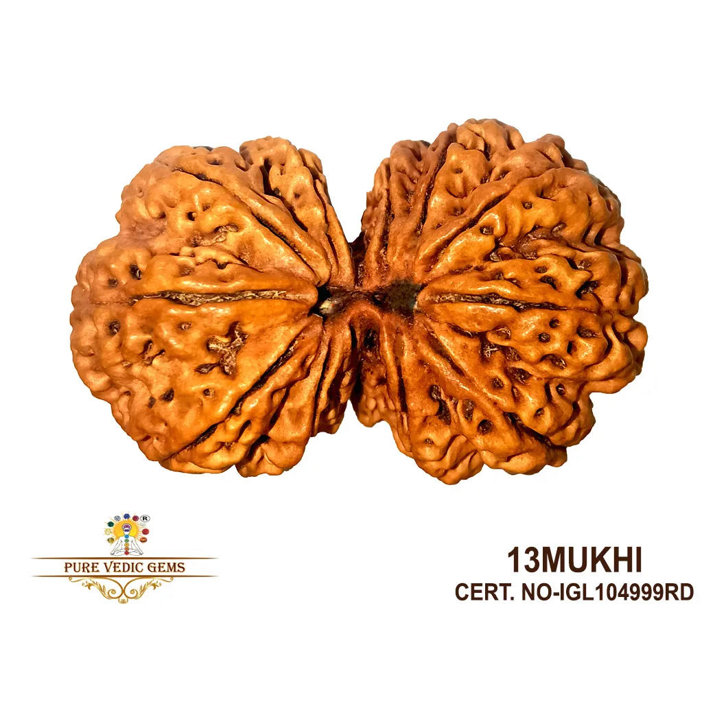 13 Mukhi Rudraksha (10.480g) On Demand