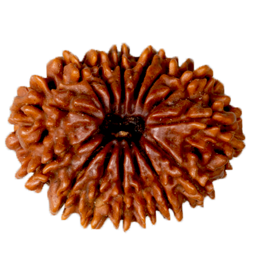 15 Mukhi Rudraksha Rudraksha