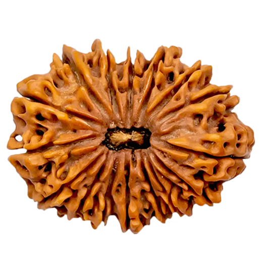 16 Mukhi Rudraksha Rudraksha