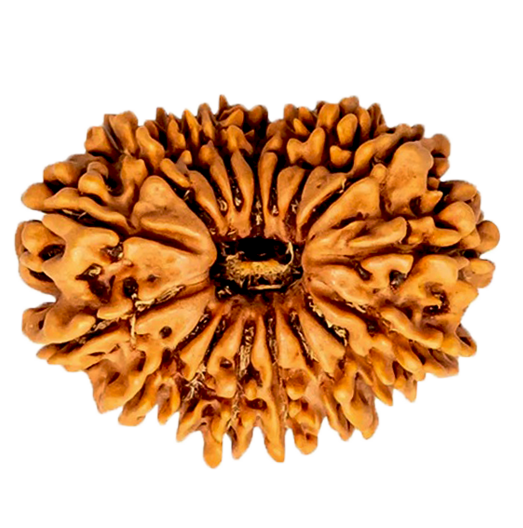 17 Mukhi Rudraksha