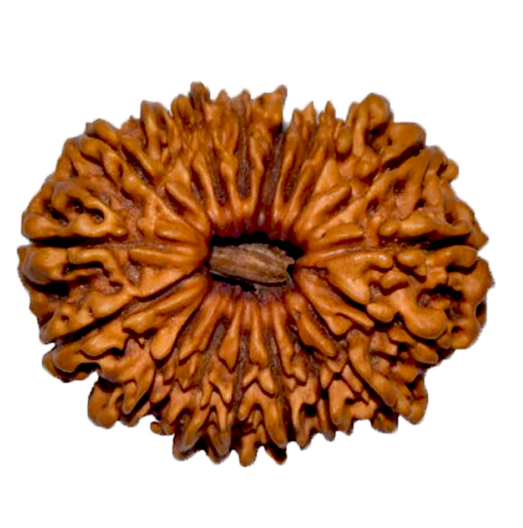 18 Mukhi Rudraksha