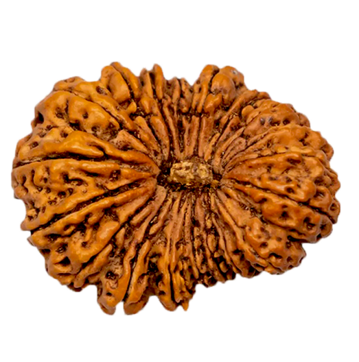 19 Mukhi Rudraksha