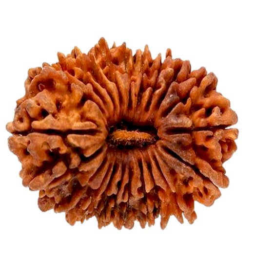 21 Mukhi Rudraksha