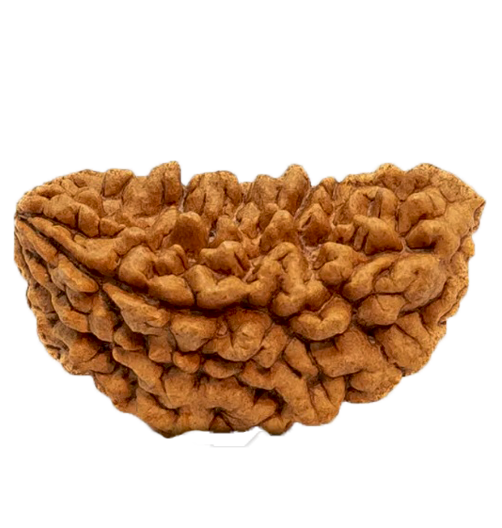 1 Mukhi Rudraksha Rudraksha