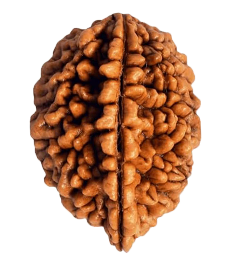 2 Mukhi Rudraksha Rudraksha