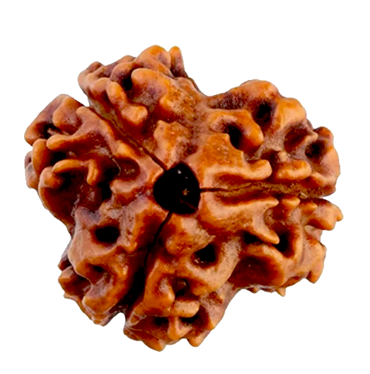3 Mukhi Rudraksha Rudraksha