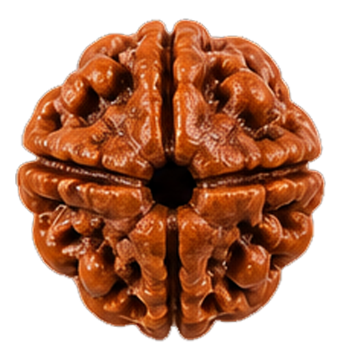 4 Mukhi Rudraksha Rudraksha