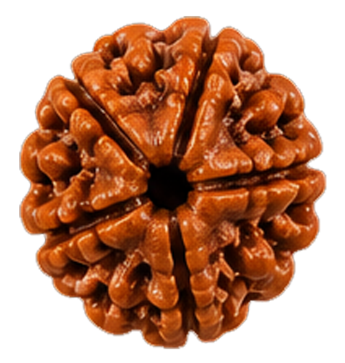 5 Mukhi Rudraksha Rudraksha