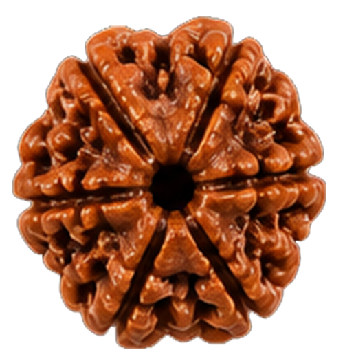 6 Mukhi Rudraksha Rudraksha