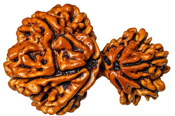 Garbh Gauri Rudraksha Rudraksha