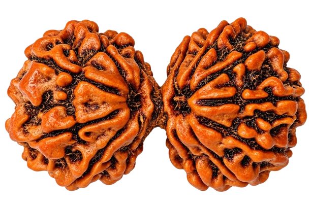 Gauri Shankar Rudraksha Rudraksha