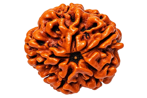 Nir Mukhi Rudraksha Rudraksha