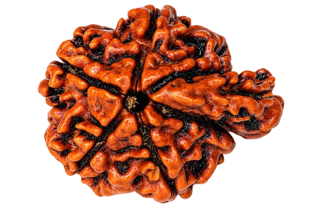Sawar Rudraksha Rudraksha