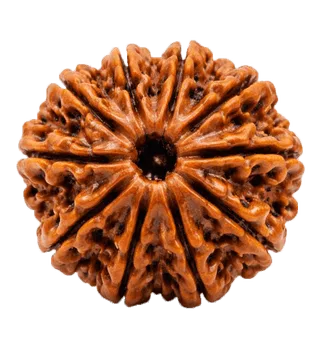 10 Mukhi Rudraksha Rudraksha
