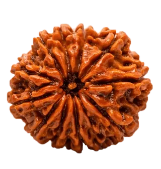 11 Mukhi Rudraksha Rudraksha