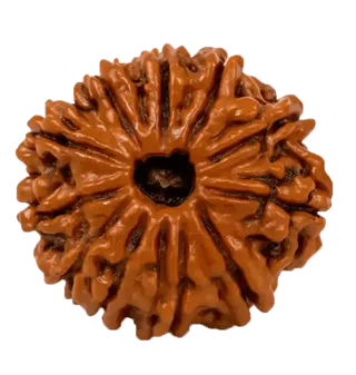 12 Mukhi Rudraksha Rudraksha