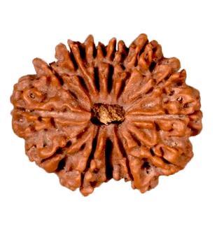 13 Mukhi Rudraksha Rudraksha
